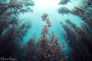 Sargasso Sunlight/Photographed with a Tokina 10-17 mm fis... by Laurie Slawson 